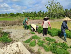 Dukung Ketahanan Pangan Babinsa Koramil 1208-04/Jawai Bantu Warga Cabut Semaian Padi