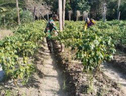 Sinergi Lahan Cabe Babinsa Paloh Turun Tangan Perkuat Ketahanan Pangan Desa Malek