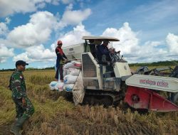 Dukung Program Hanpangan Babinsa Desa Sejiram Dampingi Petani Panen Padi Menggunakan Alat
