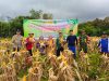 Babinsa Bersinergi Dengan Bhabinkamtibmas Panen Jagung Kuartal IV Di Desa Mekar Sekuntum