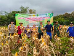 Babinsa Bersinergi Dengan Bhabinkamtibmas Panen Jagung Kuartal IV Di Desa Mekar Sekuntum
