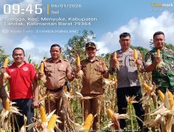 Bhabinkamtibmas Hadiri Panen Perdana Tanaman Jagung Di Desa Songga