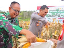 Polres Sintang Gelar Panen Raya Jagung Serentak Kuartal IV 2025 Di Desa Jerora 1
