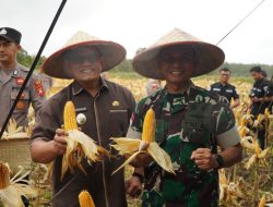 Dandim 1208/Sambas Hadiri Panen Jagung Kuartal I Bersama Kapolres Dan Wakil Bupati Sambas Tahun 2026