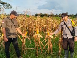 Bhabinkamtibmas Polsek Manis Mata Cek Perkembangan Tanaman Jagung Hibrida Dilahan Lahan Tumpang Sari