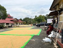 Dukung Ketahanan Pangan Personil Polres Melawi Lakukan Penjemuran Jagung Di Sela-sela Pekerjaan Kantor