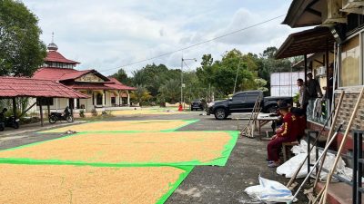 Dukung Ketahanan Pangan Personil Polres Melawi Lakukan Penjemuran Jagung Di Sela-sela Pekerjaan Kantor