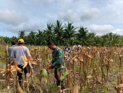 Dukung Ketahanan Pangan Babinsa Sungai Nilam Bersama Perangkat Desa Dan Gapoktan Laksanakan Panen Jagung