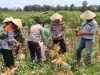 Kapolsek Manis Mata Hadiri Panen Perdana Jagung Hibrida Dukung Swasembada Pangan 2026