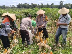 Kapolsek Manis Mata Hadiri Panen Perdana Jagung Hibrida Dukung Swasembada Pangan 2026
