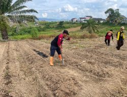 Dukung Ketahanan Pangan Saka Bhayangkara Polres Melawi Bersihkan Dan Cangkul Lahan Jagung