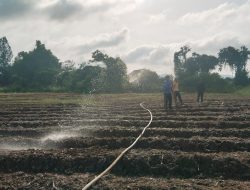 Jaga Pertumbuhan Jagung Di Musim Kemarau Personel Polres Melawi Lakukan Penyiraman Rutin