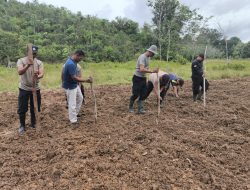 Dukung Ketahanan Pangan Polsek Kota Baru Tanam Kembali Jagung Hibrida Di Demplot Desa Suka Maju