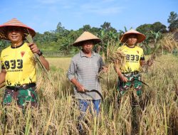 Wujudkan Asta Cita Yonif TP 833/Bd Buktikan Lahan Sanggau Mampu Produksi Padi Maksimal