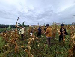 Polsek Matan Hilir Selatan Laksanakan Panen Jagung Hibrida Dukung Swasembada Pangan