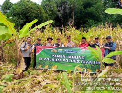 PANEN JAGUNG DI WILKUM POLRES CIANJUR BEKERJA SAMA DENGAN UPTD BPP KECAMATAN CIJATI