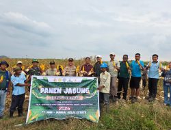 Bersama Forkopimcam Dan Pihak Perusahaan Polsek Manis Mata Laksanakan Panen Jagung Hibrida