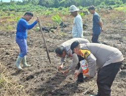 Bhabinkamtibmas Desa Laman Satong Laksanakan Penanaman Jagung Hibrida Bersama Poktan Hilir Utara Makmur