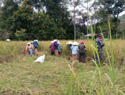 Babinsa Koramil Bunut Hilir Laksanakan Gotong Royong Panen Padi Bersama Poktan Buluh Permata Bunda
