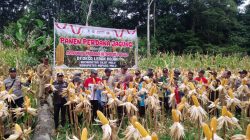 Meningkatkan Ketahanan Pangan Pj.Danramil 1206-17/Silat Hulu Bersama Forkopimda Hadiri Panen Jagung 