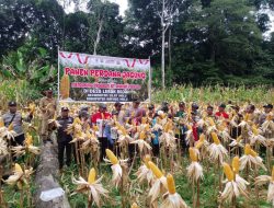 Meningkatkan Ketahanan Pangan Pj.Danramil 1206-17/Silat Hulu Bersama Forkopimda Hadiri Panen Jagung 