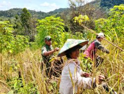 Babinsa Batang Lupar Bantu Petani Panen Padi Ringankan Beban Dan Ciptakan Suasana Penuh Keakraban