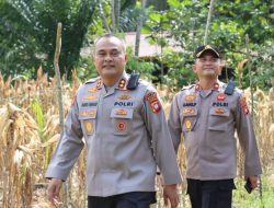 Kapolres Melawi Pimpin Panen Jagung Hibrida Bersama Poktan Karunia Tani II Di Desa Batu Ampar