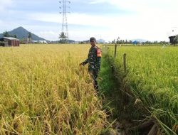 Babinsa Kuala Dampingi PPL Panen Padi Dukung Pertanian Modern Di Singkawang Barat