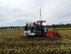 Sinergi Babinsa Kuala Dan PPL Modernisasi Panen Padi di Singkawang Barat Tekan Potensi Kehilangan Hasil