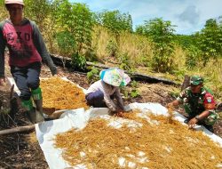 Guna Meringankan Dan Mengambil Hati Masyarakat Babinsa Koramil Batang Lupar Bantu Warga Binaannya Menjemur Padi Hasil Panen