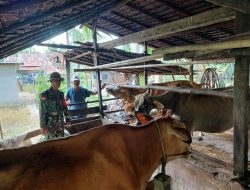 Anggota Koramil 04/Jawai Komsos Bersama Peternak Sapi Pererat Silaturahmi Dengan Warga