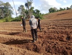Dukung Program Ketahanan Pangan Polres Melawi Konsisten Lakukan Penanaman Jagung