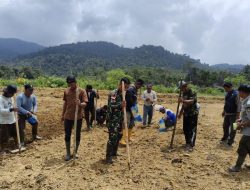 Akselerasi Swasembada Pangan, Babinsa Sungai Bening Terjun Langsung Kawal Tanam Benih Padi Perdana Di Perbatasan