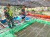Babinsa Koramil 06/Selakau Komsos Bersama Peternak Ikan Di Desa Binaan