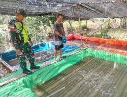 Babinsa Koramil 06/Selakau Komsos Bersama Peternak Ikan Di Desa Binaan