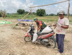 Babinsa Koramil 1206-05/Embaloh Hulu Bantu Pikul Hasil Panen Padi Warga Binaannya