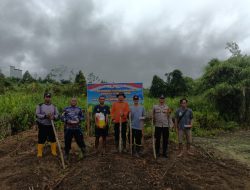Polsek Nanga Pinoh Tanam Jagung Hibrida Dukung Ketahanan Dan Swasembada Pangan