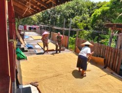 Dalam Menjaga Kualitas Hasil Panen Babinsa Koramil Batang Lupar Bantu Warga Binaannya Jemur Padi