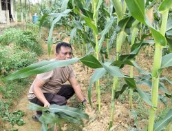 Polsek Nanga Pinoh Komitmen Dukung Program Pemerintah Swasembada Jagung