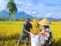 Dukung Ketahanan Pangan Babinsa Pajintan Dampingi Petani Panen Padi