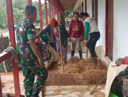 Babinsa Koramil Batang Lupar Bersama Warga Binaannya Gotong Royong Merontokan Benih Padi Secara Manual