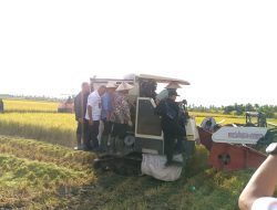 Pasi Log Kodim 1208/Sambas Ikuti Panen Padi Dalam Rangka Hanpangan Dan Kerja Sama Pemerintah Sarawak Dan Kabupaten Sambas