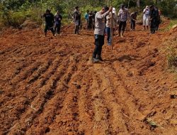Dukung Ketahanan Pangan Polsek Simpang Dua Laksanakan Penanaman Jagung Hibrida Bersama PT. MKS