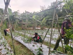 Berikan Edukasi Dalam Bertani Babinsa Koramil Putussibau Utara Sambangi Kebun Timun Warga