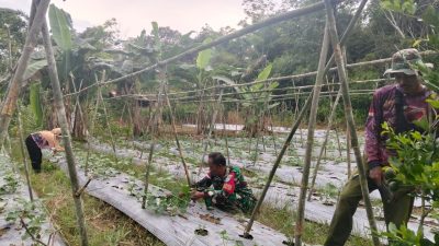 Berikan Edukasi Dalam Bertani Babinsa Koramil Putussibau Utara Sambangi Kebun Timun Warga