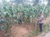 Komitmen Polres Melawi Optimalkan Lahan Jagung Untuk Dukung Program Presiden RI