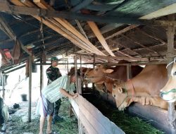 Eratkan Silaturahmi Babinsa Koramil 04/Jawai Komsos Bersama Warga Peternak Sapi