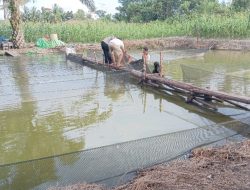Kapolres Melawi Panen Ikan Bersama Kapolsek Nanga Pinoh