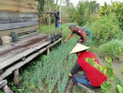 Babinsa Koramil Batang Lupar Bantu Warganya Perawatan Sayur Mayur Guna Mendapatkan Hasil Yang Baik
