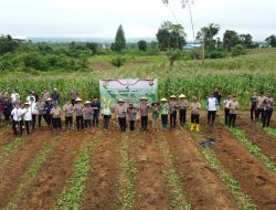 Polres Melawi Bersama Polsek Jajaran Serentak Menanam Jagung